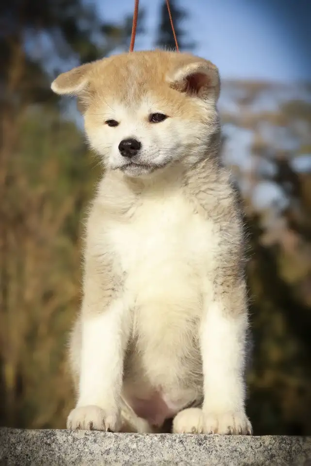продажа, фотография 1
