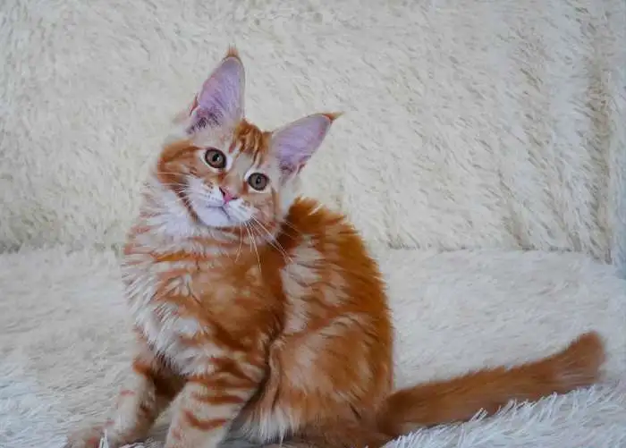 Котята мейн-кун рыжего окраса, фотография 10
