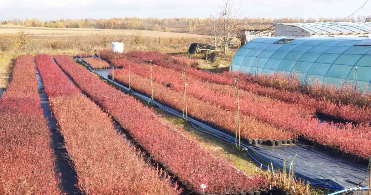 Саженцы голубики садовой оптом от производителя РБ., фотография 1