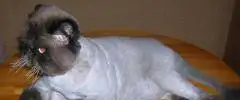 Кастрация котов и стрижка кошек под льва., фотография 3