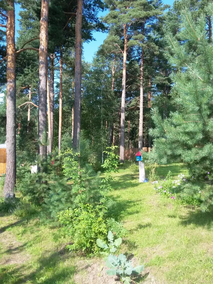 Сдам дачу в деревне Раковичи, Лужский район, Ленинградская область, фотография 5