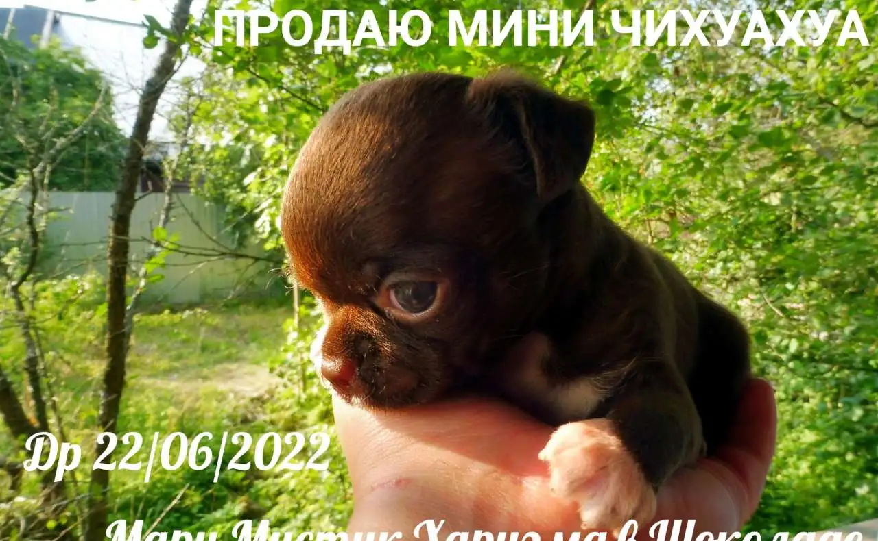 Щенки чихуахуа разного возраста, пола и окраса, фотография 13