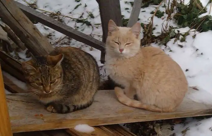 Котята ловят мышей, фотография 2