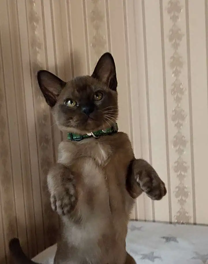 Бурманские котята, фотография 3