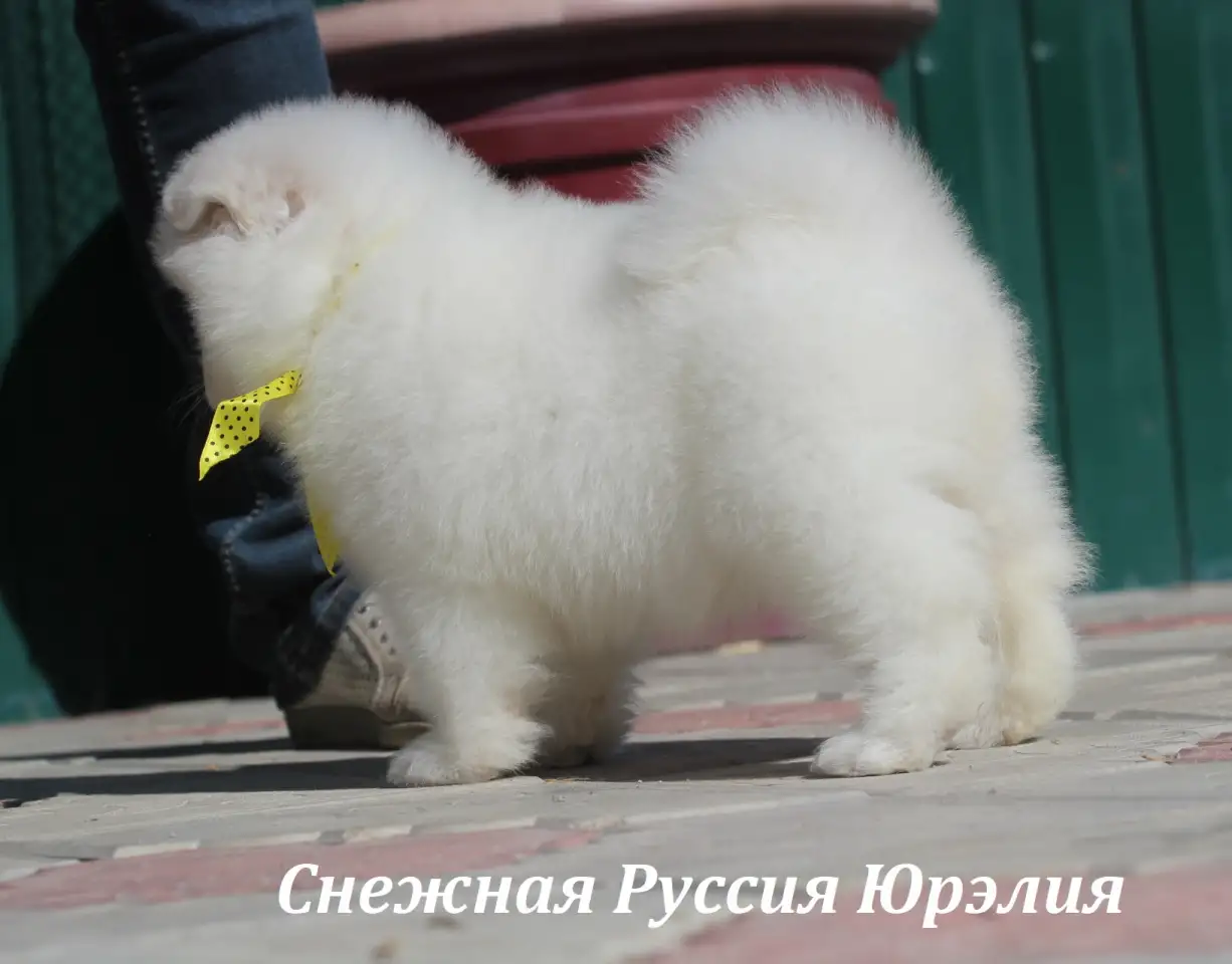 Самоед щенки. Медвежий тип, фотография 11