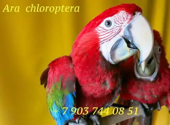 Зеленокрылый ара (Ara chloroptera) ручные птенцы из питомника, фотография 1