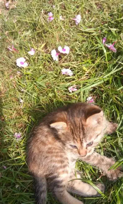Котена, фотография 3