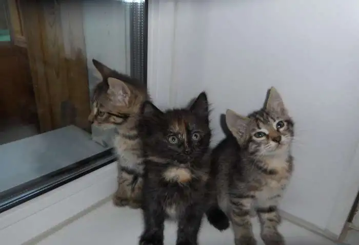 Отдам котят в добрые руки, фотография 1