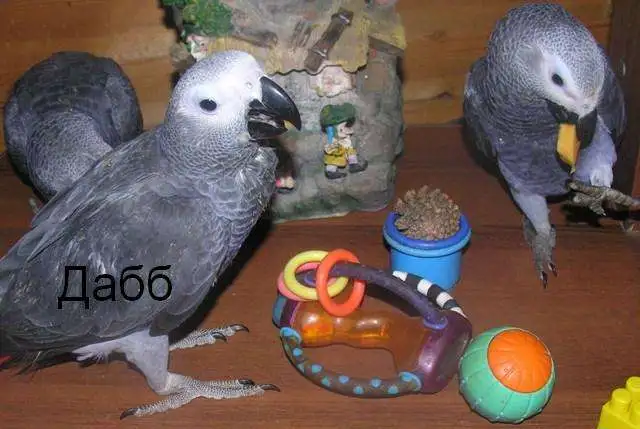 Жако птенцы выкормыши от заводчика, фотография 1