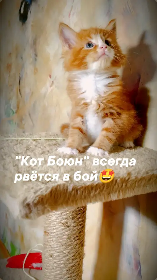 Котята Мейн-Кун чистокровные, фотография 3