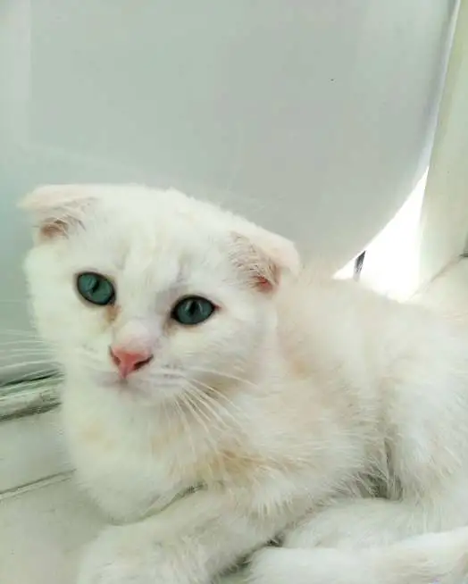 Шотландские  вислоухие котики, фотография 1