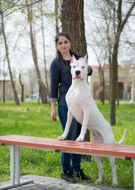 Щенки Аргентинского дога, фотография 12