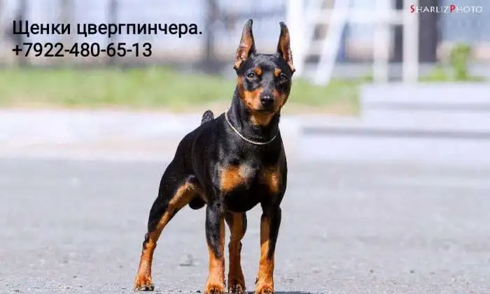 Щенки цвергпинчера, фотография 1