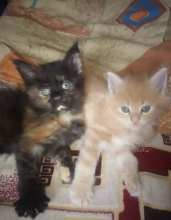 Котята мейн-кун, фотография 9