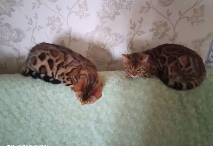 Бенгальские  подрощенные котята, фотография 2