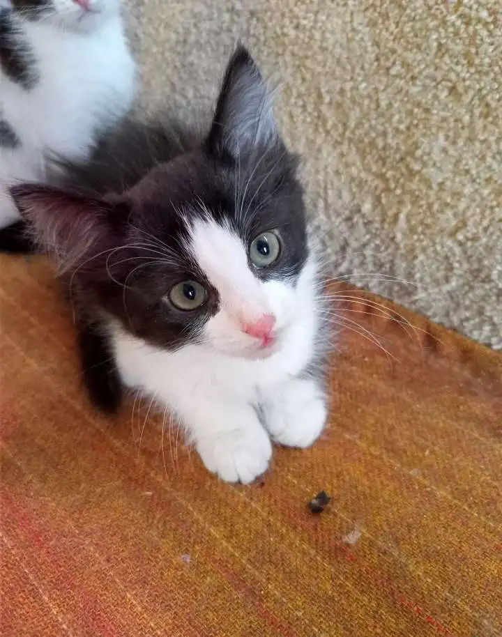 Котята, фотография 2