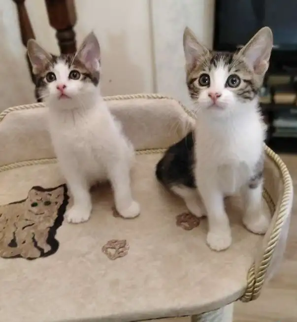 Котёнок Курильского бобтейла, фотография 3