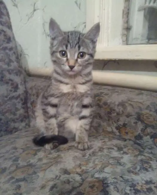 Отдам кошечку в добрые руки, фотография 1