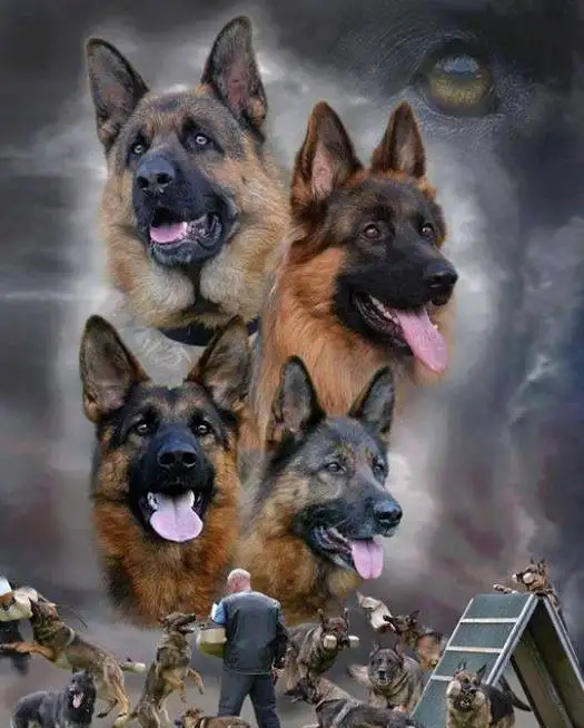 Дрессировка собак, фотография 4