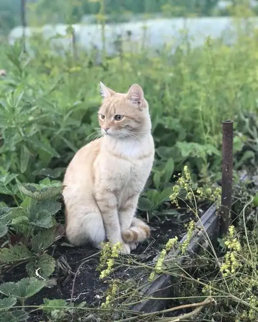Коты ищут дом, фотография 4