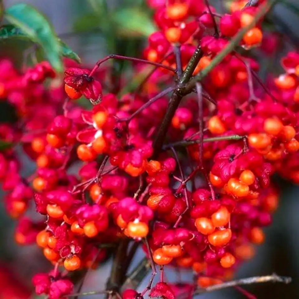 Бересклет европейский ред каскад (red cascade) 350-400 см (саженец конт. 80л.), фотография 1