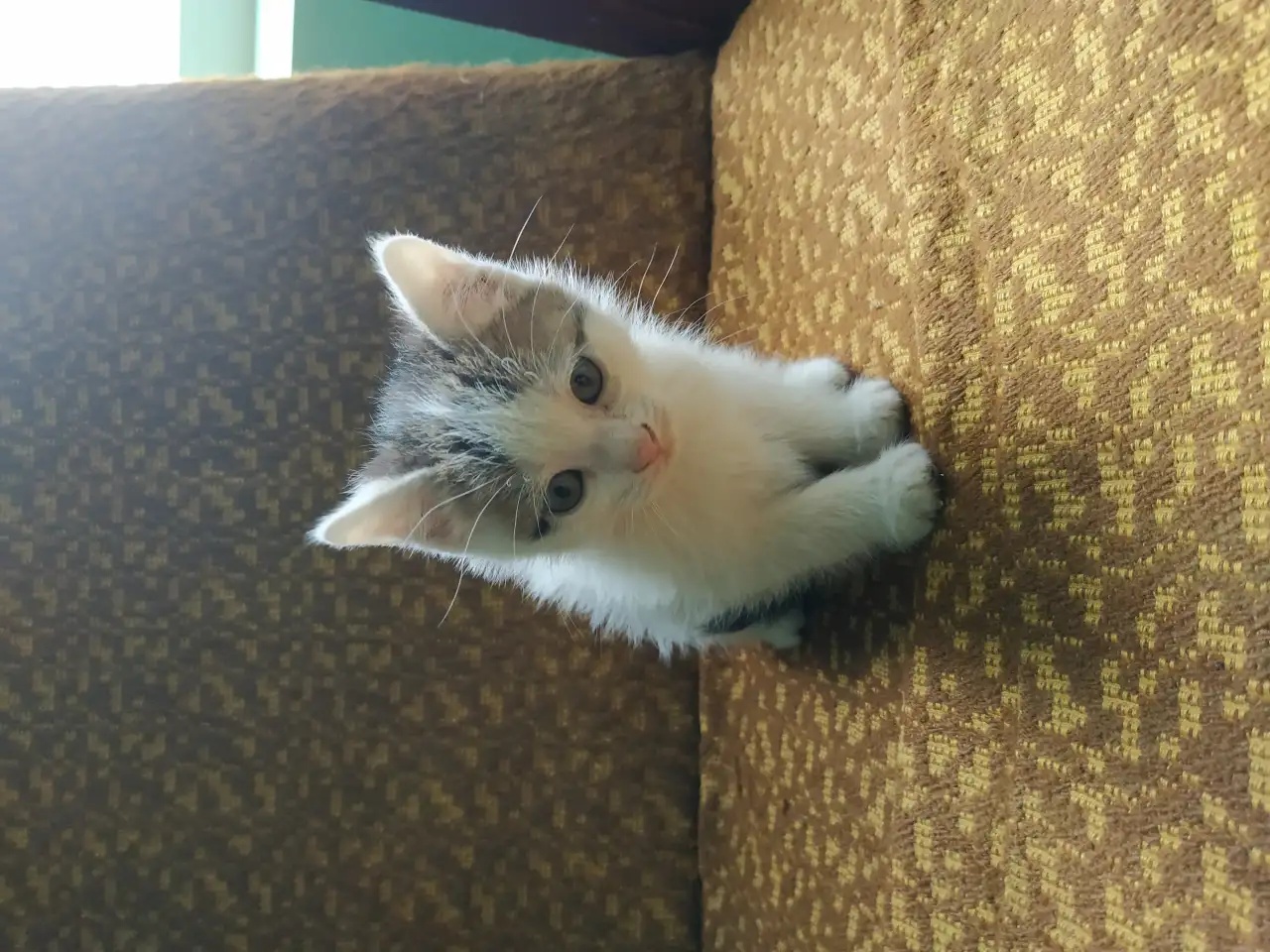 Отдам котят в хорошие руки, фотография 3