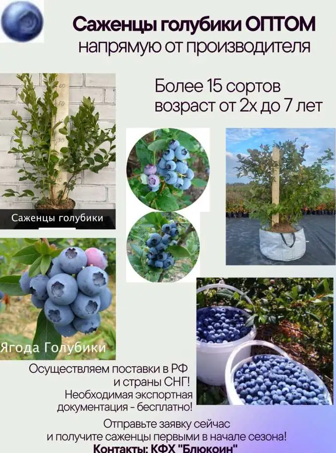Саженцы голубики от производителя, фотография 3