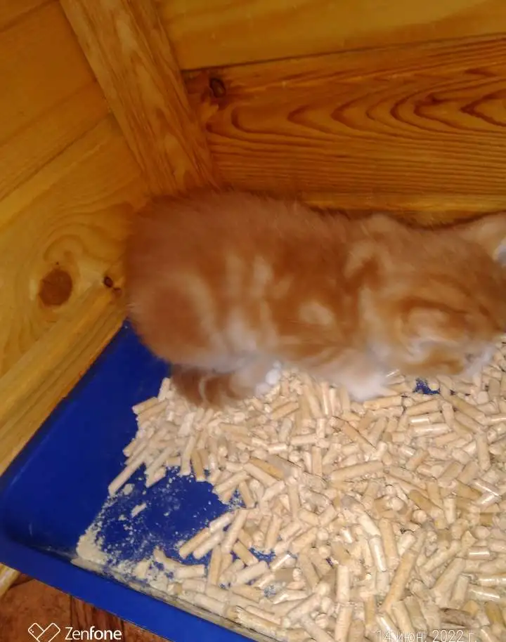 Норвежской лесной кошки котята., фотография 5