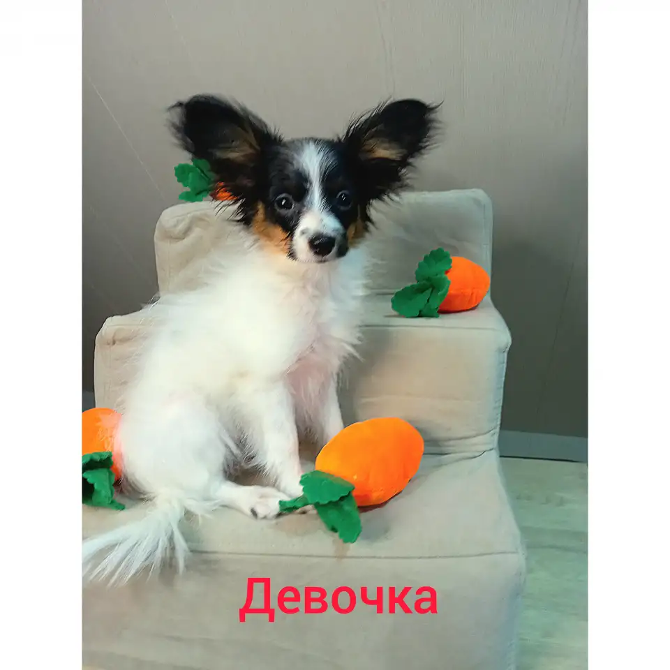 Щенки папийона, фотография 2