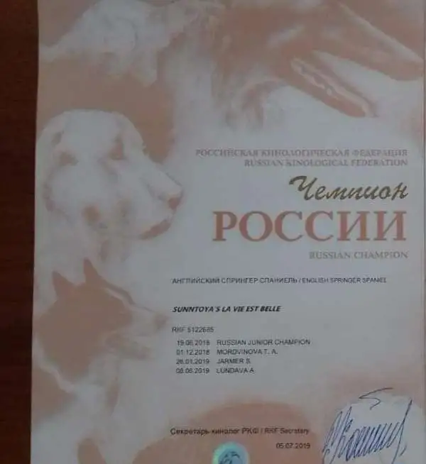 Продаются щенки Английского спрингер спаниеля, фотография 10