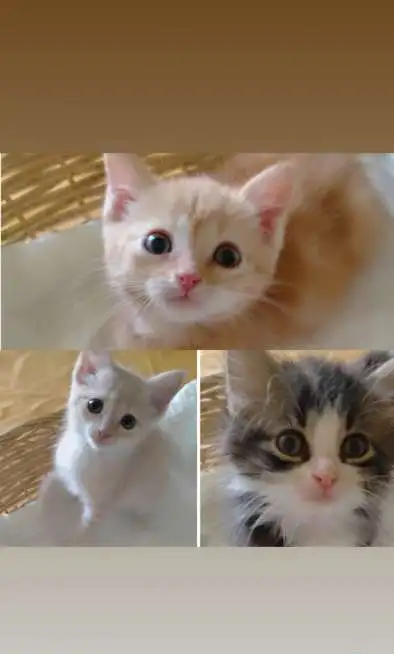 Котята, фотография 2