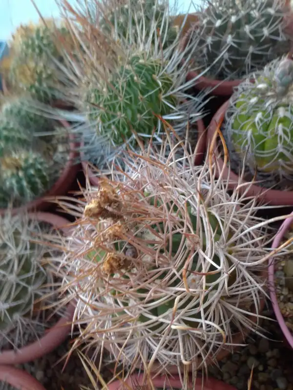 Кактусы, Gymnocalycium polycephalum от Kohres, фотография 1