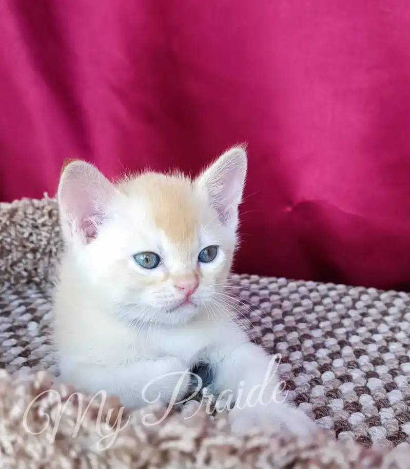 Бурма. Котенок. Европейская бурма, фотография 3