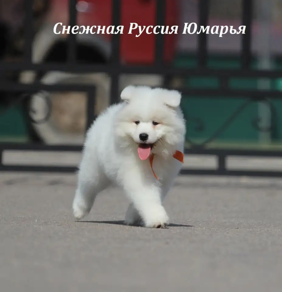 Самоед щенки. Медвежий тип тяжелый костяк, фотография 3