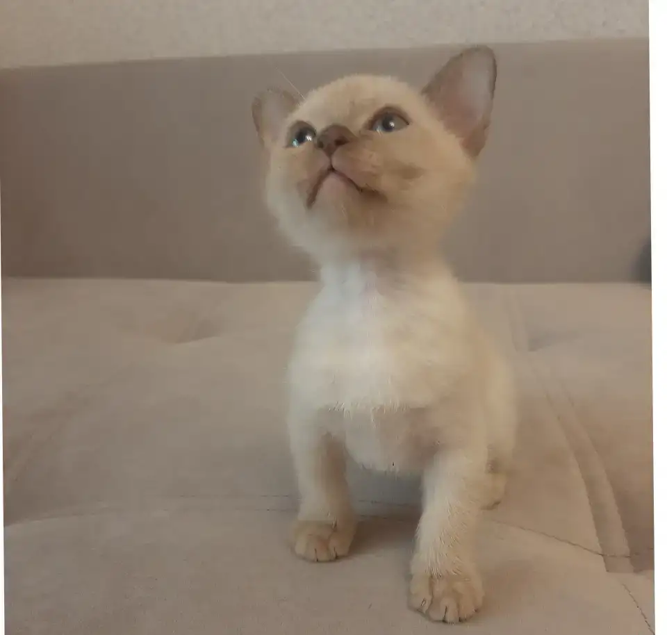 Бурманские котята, фотография 1