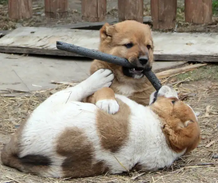 Продам щенков САО, фотография 3