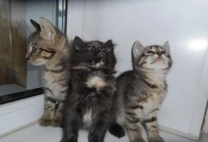 Отдам котят в добрые руки, фотография 2