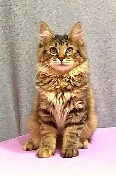 Котёнок Курильского бобтейла, фотография 4