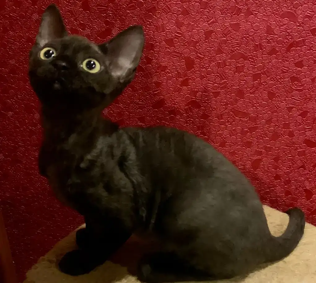 Котята Девон рекс, фотография 10