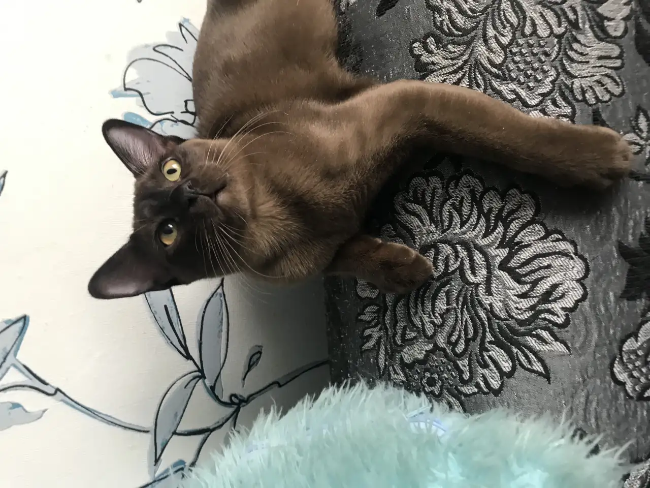 Котёнок Европейской бурмы, фотография 4