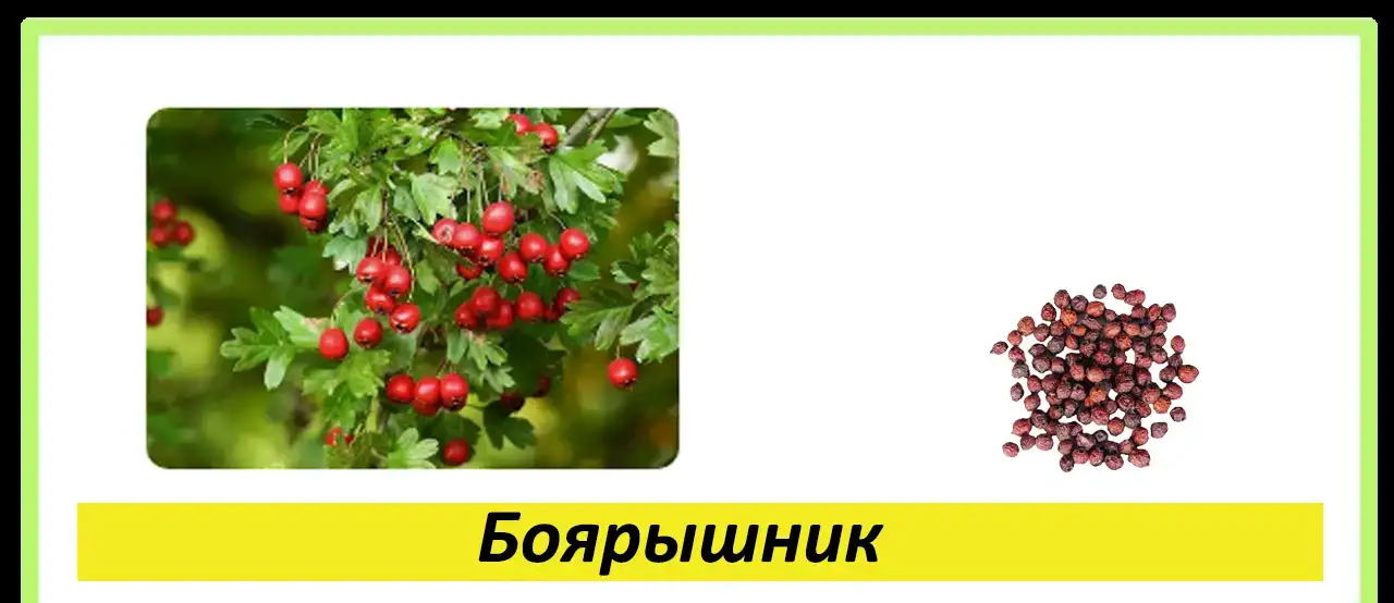 Целебные травы в каждый дом!, фотография 7