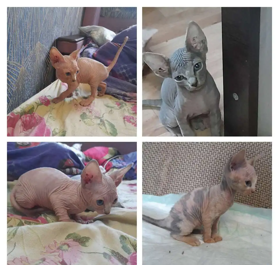 Котята, фотография 1