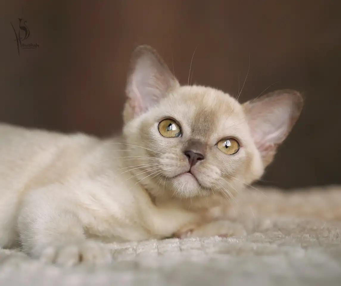Европейская Бурма котята шоколадная Девочка, фотография 1