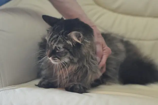 Умнейший котик мейн-кун Боня, любимец умершей хозяйки ищет дом, фотография 5