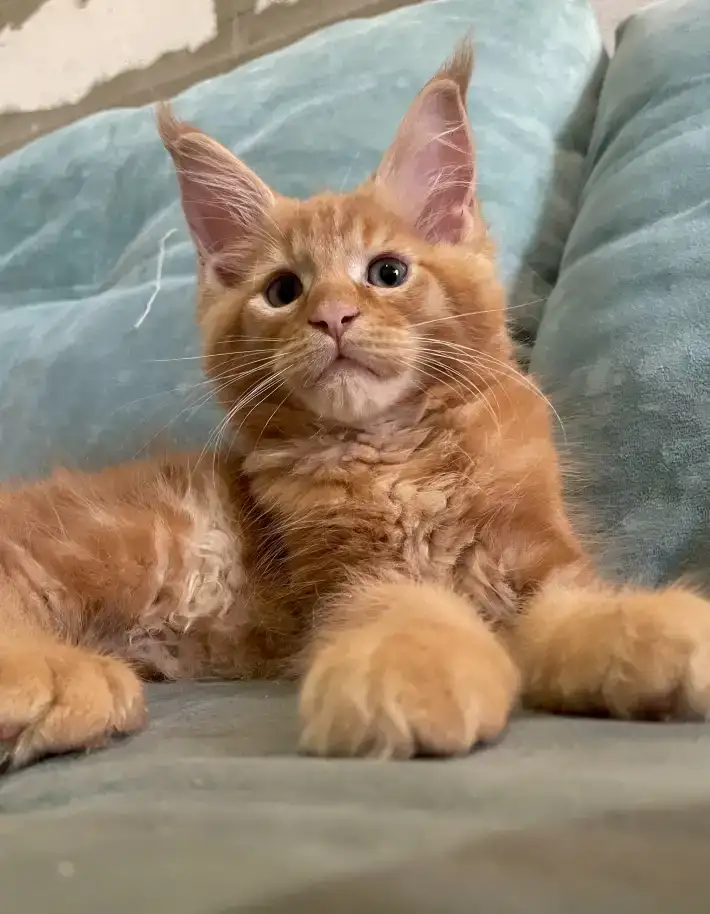 Котята мейн Кун рыжего окраса, фотография 2