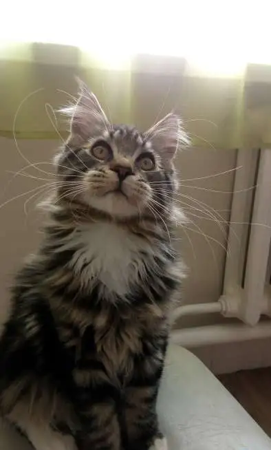 Питомник YOUR PET, фотография 2