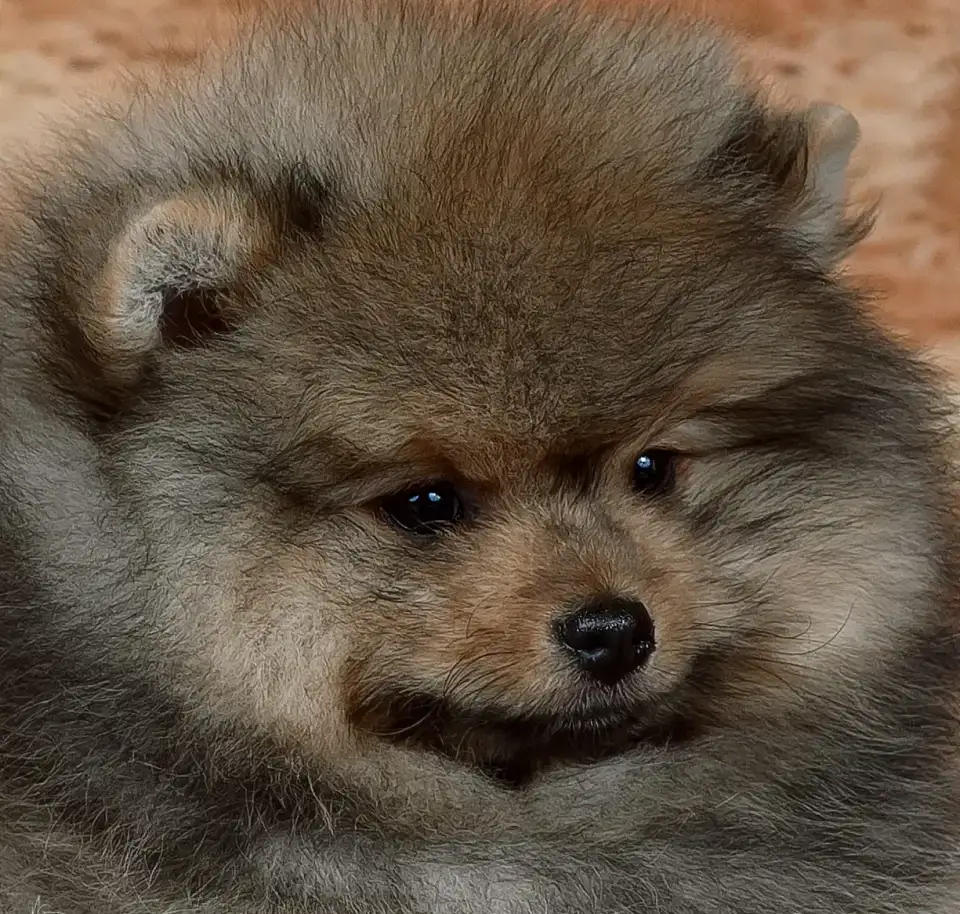 Шпиц девочка, фотография 2