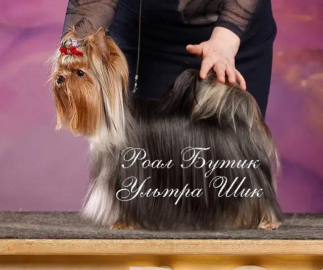 Молодой титулованный кобель для вязки., фотография 4