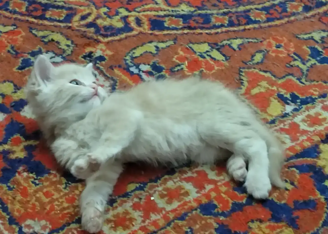 Отдам котят в хорошие руки, фотография 1