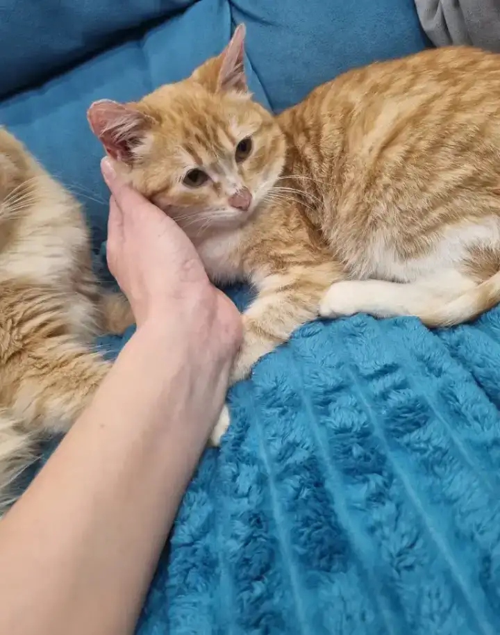 Котята - лучший подарок на новый год!!, фотография 14